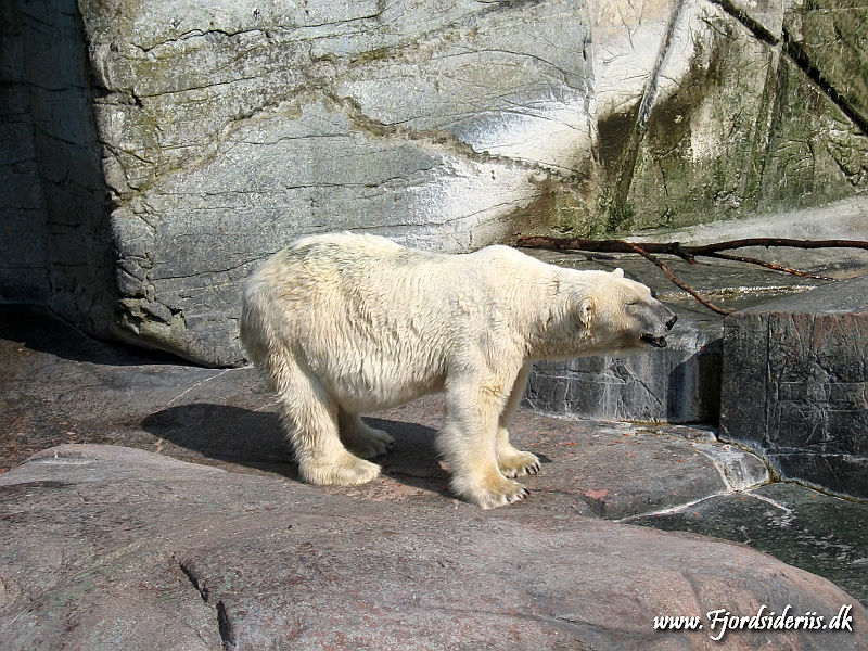 KBH zoo 190703 306.JPG